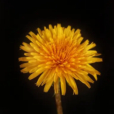 Profile image of 김각별