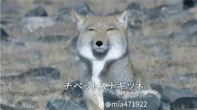Profile image of 角名倫太郎