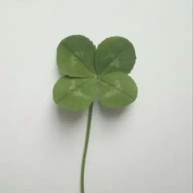 Profile image of 고고프렌즈 파자마