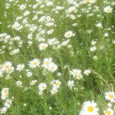 Profile image of 阿部亮平