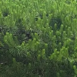 Profile image of 정공룡