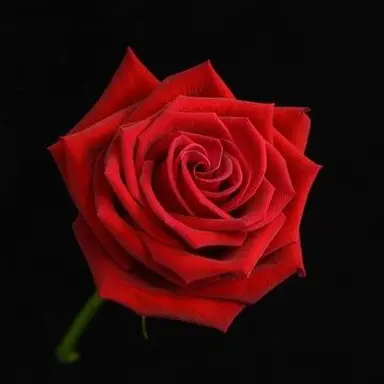 Profile image of 마피오소