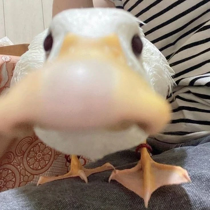 레이