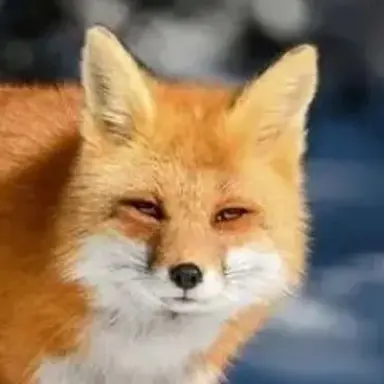 Profile image of 여우