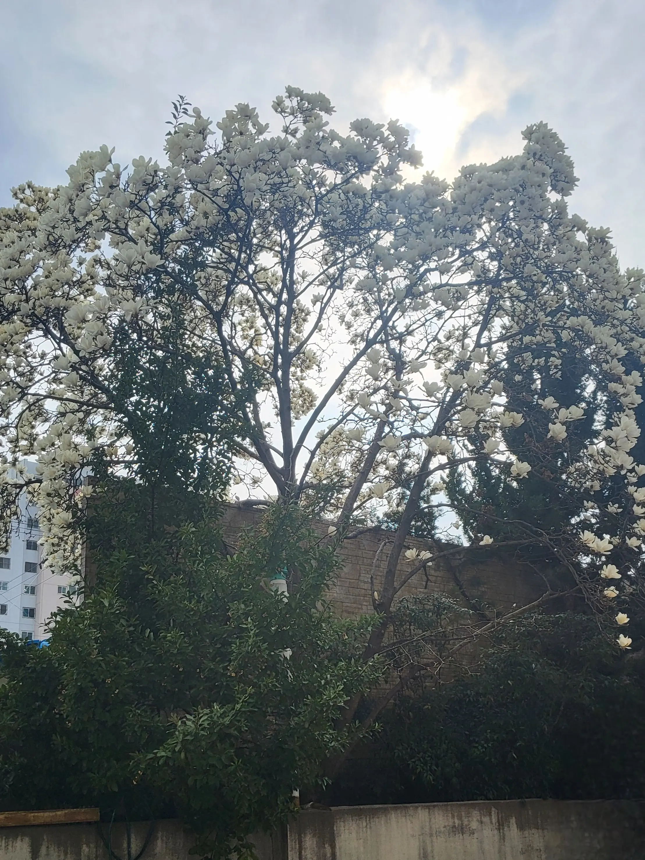 MorbidPipe4215의 불행과 행운의 쌍둥이