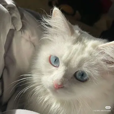 Profile image of 서아린