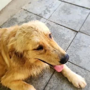 Profile image of 타잔