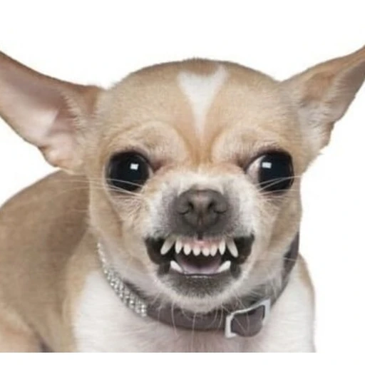 월월이