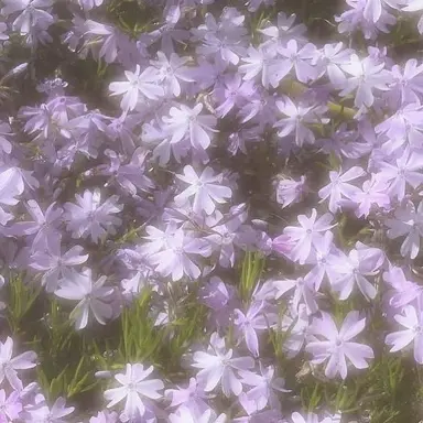 Profile image of 멜로우