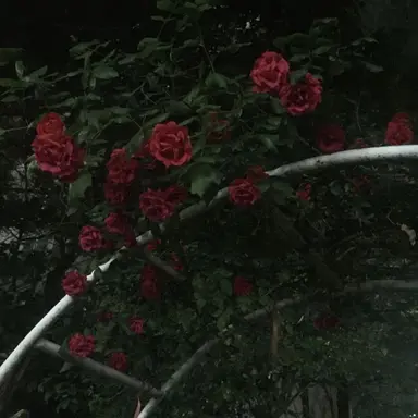 Profile image of 벨키