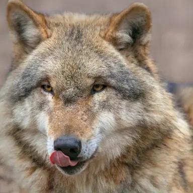 Profile image of 늑대