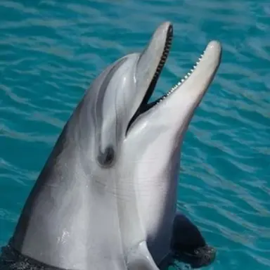 Profile image of 루아