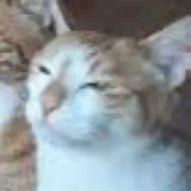 Profile image of 둥이