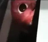 DarkBroth7376의 Mimic - Vita Carnis