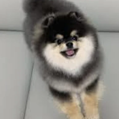 몰리
