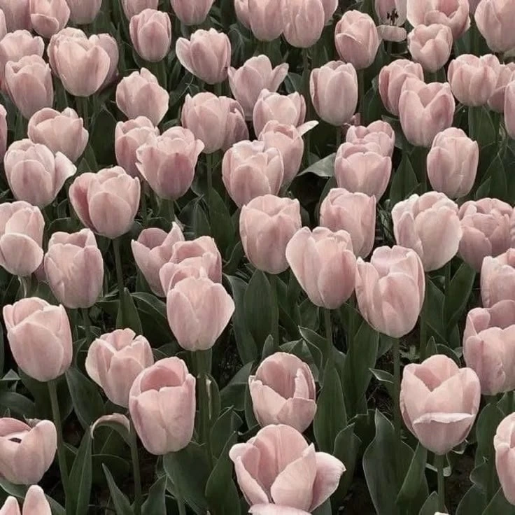 평학