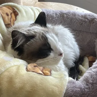 Profile image of 소멸