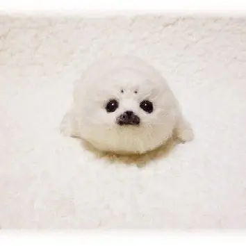 Profile image of ぬいぐるみ