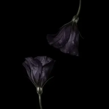 Profile image of 한지성