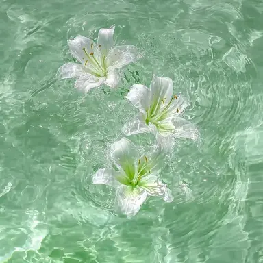 Profile image of 공룡