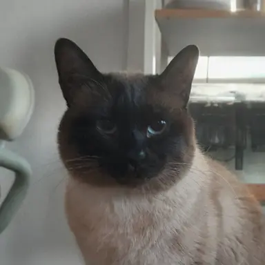 Profile image of 정나비