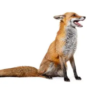 Profile image of 여우