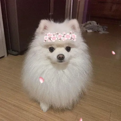 PeachyRival4625의 이백이