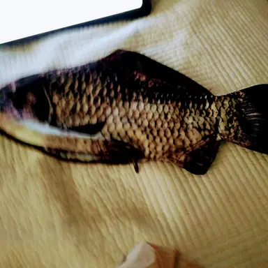 Profile image of 아이커