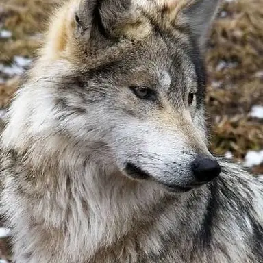 Profile image of 오늑대