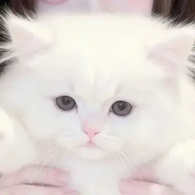 Profile image of 야옹이