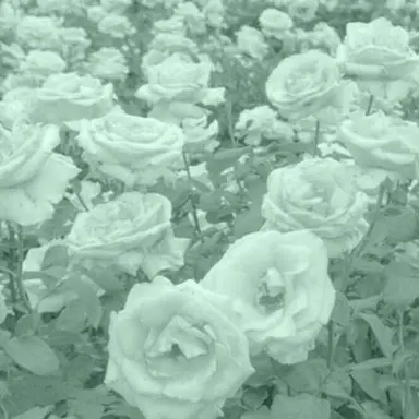 Profile image of 예엥.