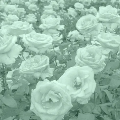 StableYen8787의 우융, 예엥 [ 회장님 & 비서 ]