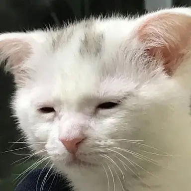 Profile image of ENFP