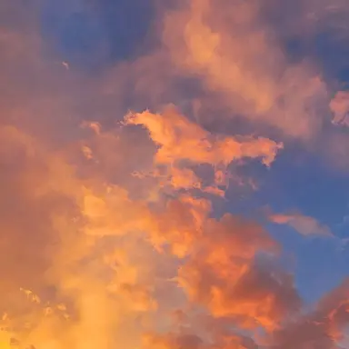 Profile image of 코마