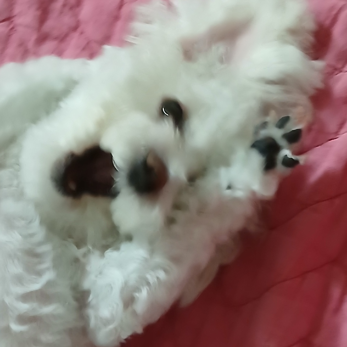 귀여운애 대표 이미지