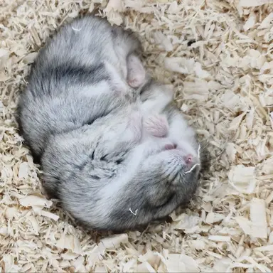 Profile image of 동희