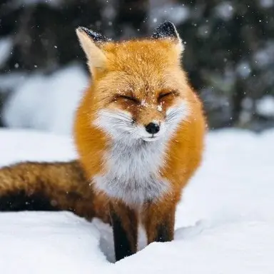 Profile image of 여우