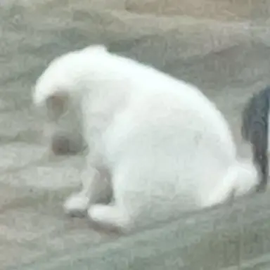 Profile image of 슈양