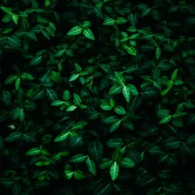 Profile image of 공룡