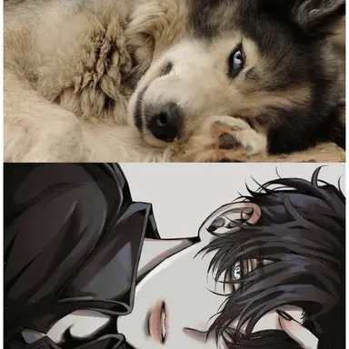 Profile image of Kaien - Siberian Husky