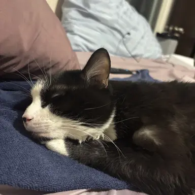 Profile image of Riley Chen