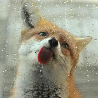 Profile image of Fox