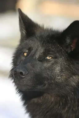 Profile image of Cole