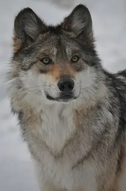 Profile image of Rocky