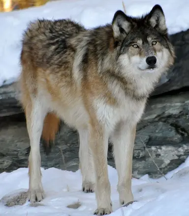 Profile image of Rocky