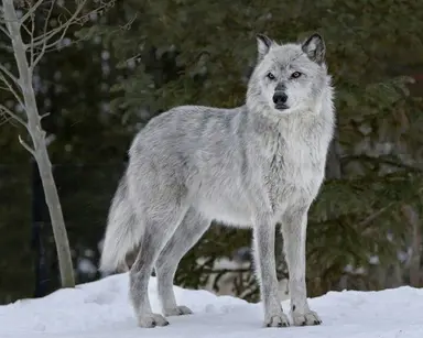 Profile image of Ren