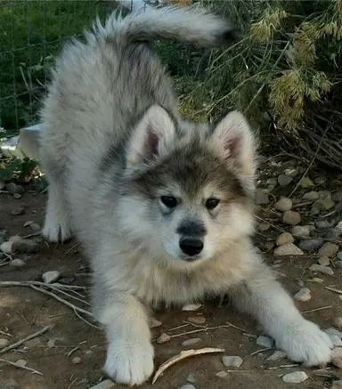 Profile image of Ren