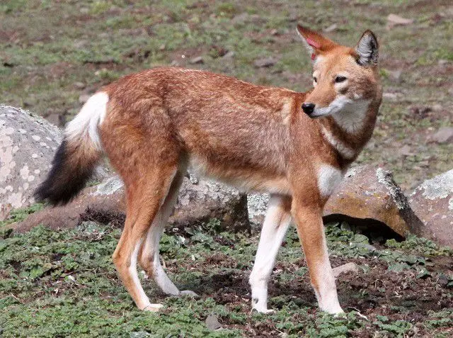 Profile image of Oakley