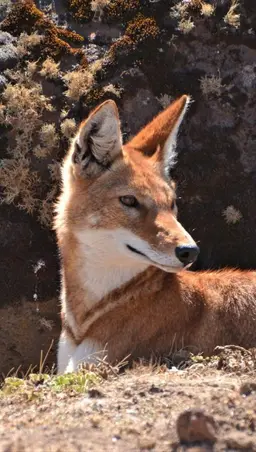 Profile image of Oakley