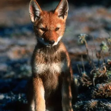 Profile image of Oakley